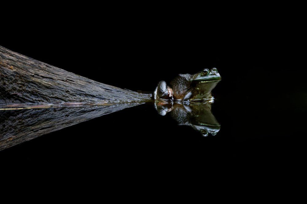 BRONZE-RafalDymarkowski_Reflections_of_The_Frog.jpeg